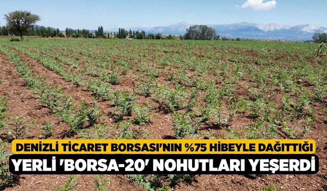 Denizli Ticaret Borsası'nın %75 Hibeyle Dağıttığı Yerli 'Borsa-20' Nohutları Yeşerdi