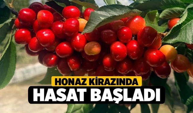 Honaz Kirazında Hasat Başladı