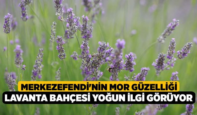 Merkezefendi'nin Mor Güzelliği Lavanta Bahçesi Yoğun İlgi Görüyor