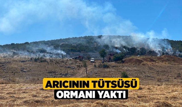 Arıcının Tütsüsü Ormanı Yaktı