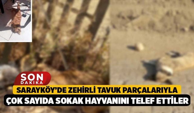 Sarayköy’de Zehirli Tavuk Parçalarıyla Çok Sayıda Sokak Hayvanını Telef Ettiler