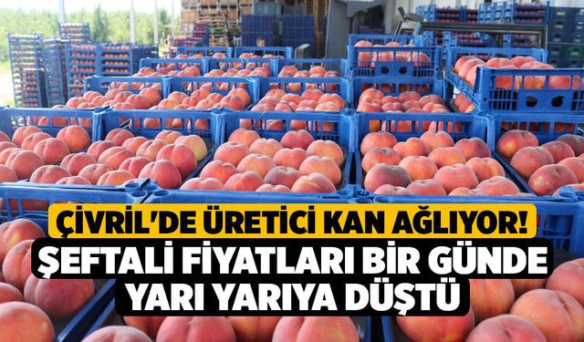 Çivril'de Üretici Kan Ağlıyor! Şeftali Fiyatları Bir Günde Yarı Yarıya Düştü
