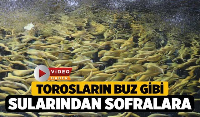 Torosların Buz Gibi Sularından Sofralara