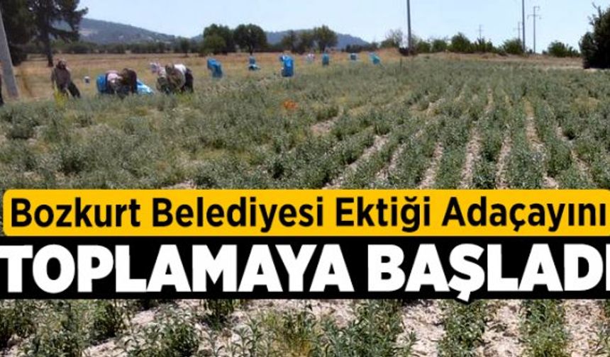 Bozkurt Belediyesi Ektiği Adaçayını Toplamaya Başladı
