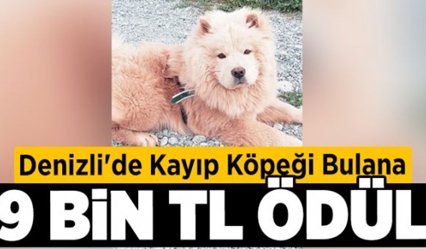 Denizli'de Kayıp Köpeği Bulana 9 Bin TL Ödül