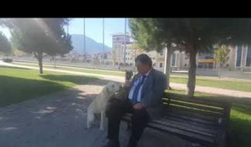 Denizli'de Sokak Köpeğinin Kendini Sevdirme İsteği