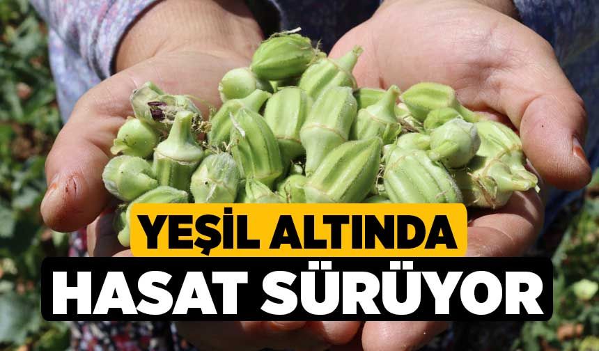 'Yeşil altın'da hasat sürüyor