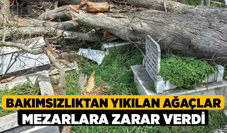 Bakımsızlıktan yıkılan ağaçlar mezarlara zarar verdi