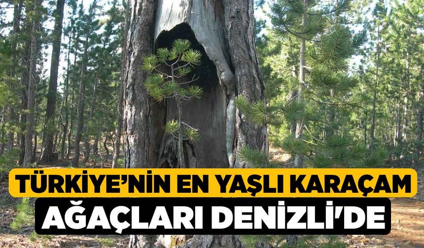 Türkiye’nin En Yaşlı Karaçam Ağaçları Denizli'de