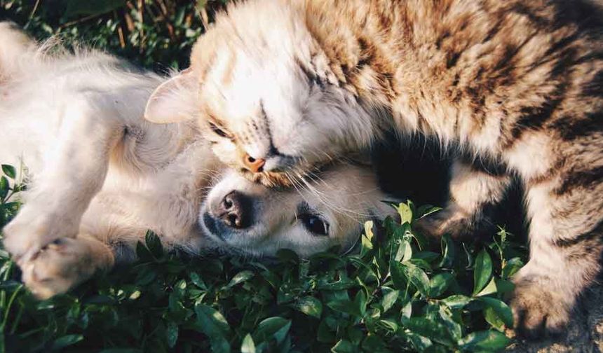 Kedi Kumu ve Kedi Köpek Mamasını Doğru Yerden Alın