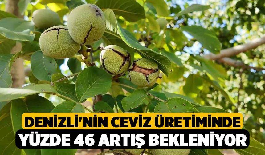 Denizli'nin ceviz üretiminde yüzde 46 artış bekleniyor