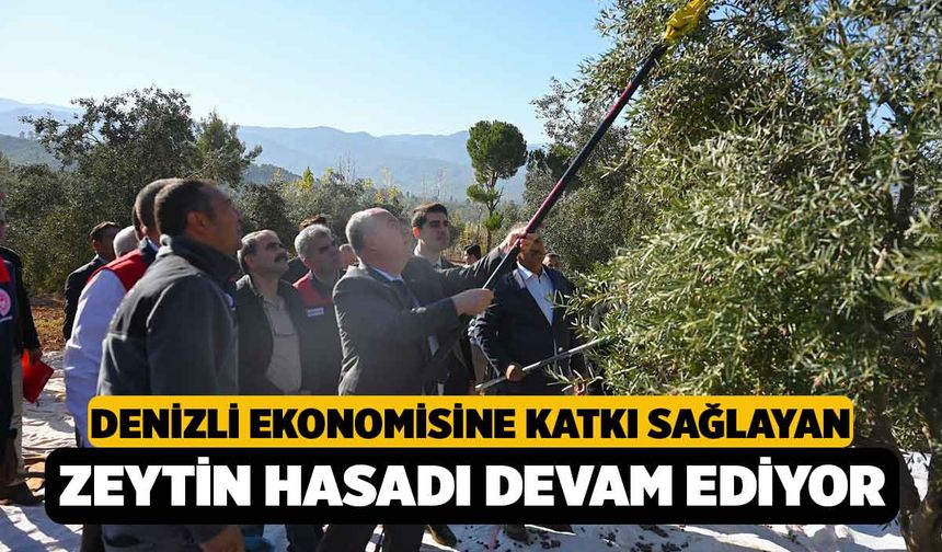 Denizli'de Zeytin Hasadı Devam Ediyor