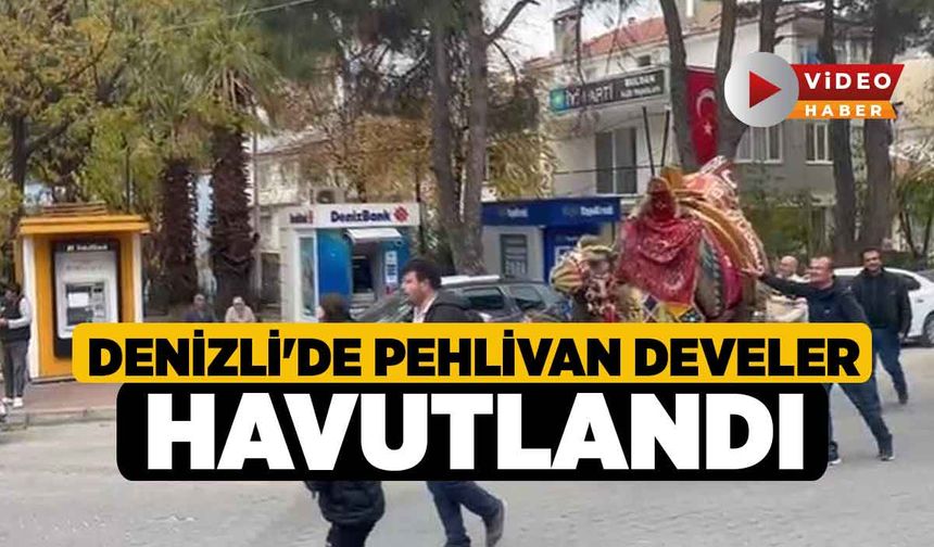 Denizli'de Pehlivan Develer Havutlandı