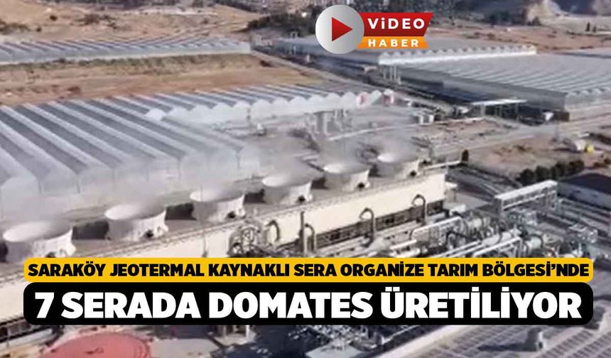 Saraköy Jeotermal Kaynaklı Sera Organize Tarım Bölgesi’nde 7 serada domates üretiliyor