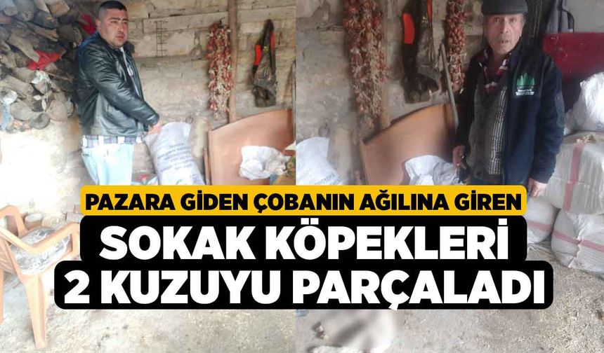 Pazara giden çobanın ağılına giren sokak köpekleri 2 kuzuyu parçaladı