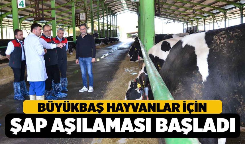 Denizli’de Büyükbaş Hayvanlara Şap Aşılaması Başladı