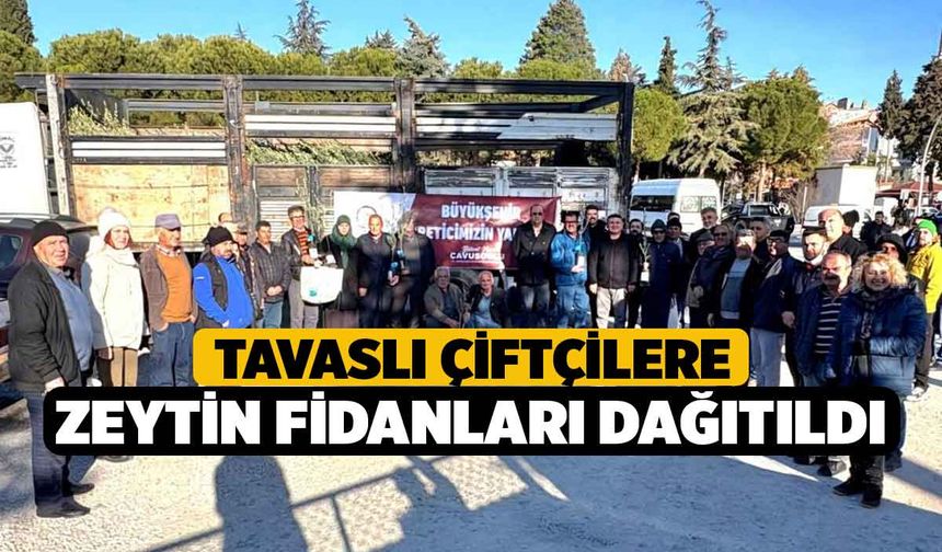 Tavaslı çiftçilere zeytin fidanları dağıtıldı