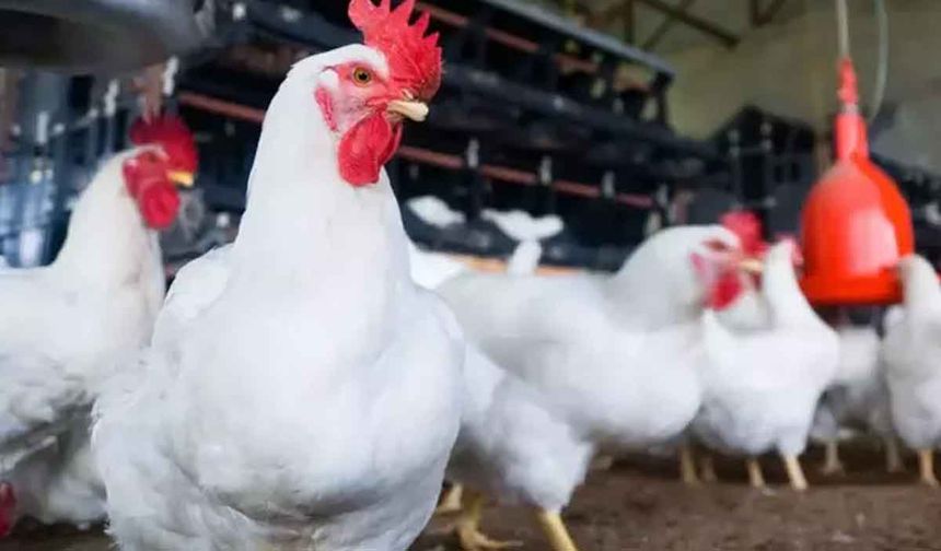 Türkiye'nin dev tavuk firmasına ait üründe ölümcül bakteri tespit edildi