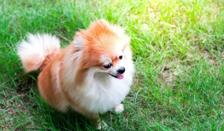 Pomeranian Boo Satın Alırken Dikkat Edilmesi Gerekenler