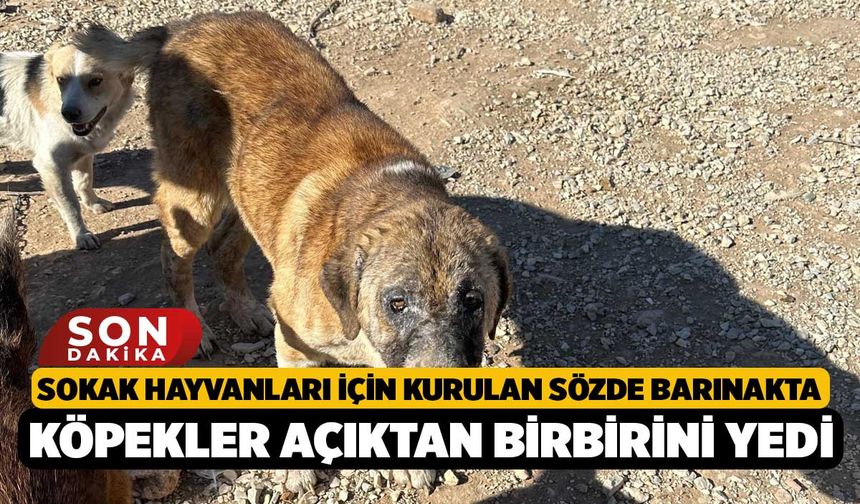 Sokak hayvanları için kurulan sözde barınakta, Köpekler açıktan birbirini yedi