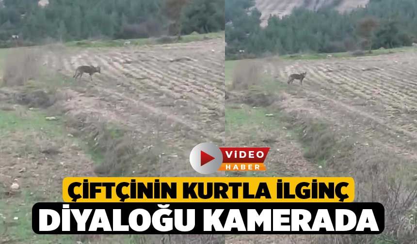 Çiftçinin kurtla ilginç diyaloğu kamerada