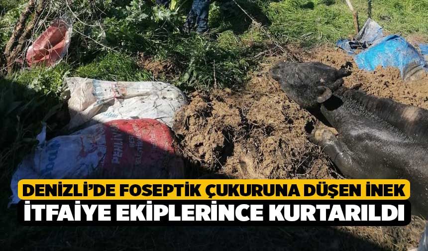Denizli’de foseptik çukuruna düşen inek itfaiye ekiplerince kurtarıldı