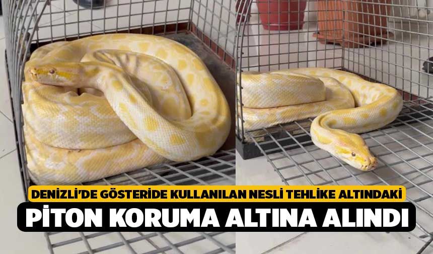 Denizli'de gösteride kullanılan nesli tehlike altındaki piton koruma altına alındı