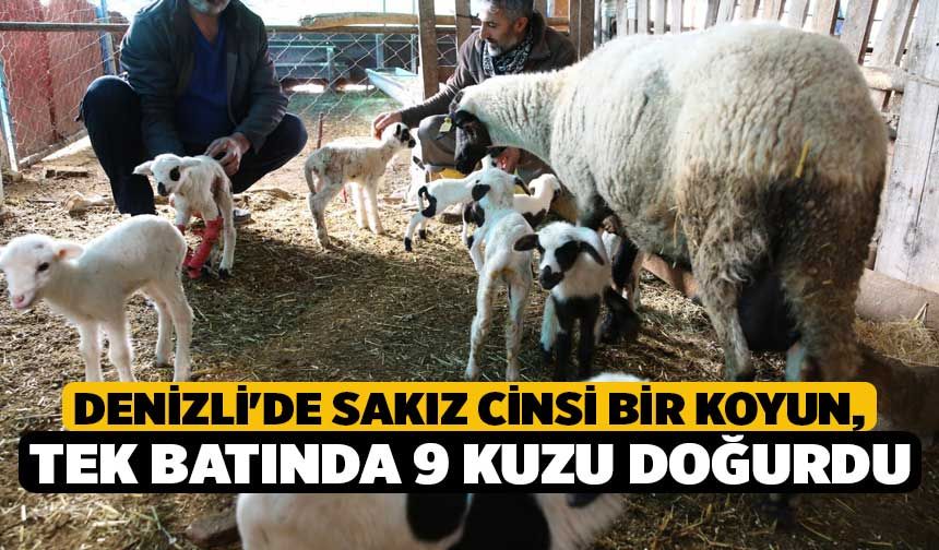Denizli'de Sakız Cinsi Bir Koyun, Tek Batında 9 Kuzu Doğurdu