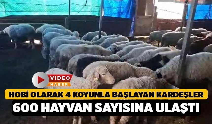 Hobi olarak 4 koyunla başlayan kardeşler 600 hayvan sayısına ulaştı