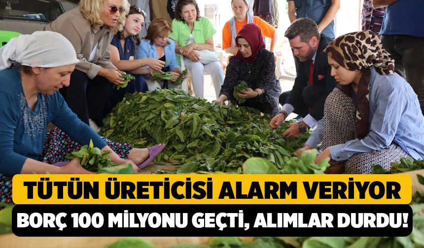 Tütün Üreticisi Alarm Veriyor: "Borç 100 Milyonu Geçti, Alımlar Durdu!"