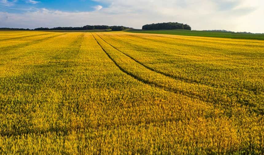 Yem Kırma Makinası Alırken Nelere Dikkat Edilmeli?