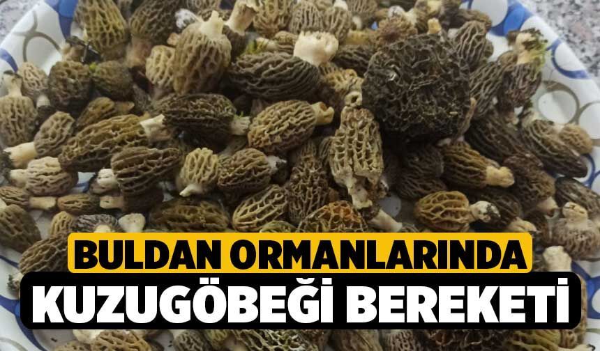 Buldan Ormanlarında Kuzugöbeği Bereketi
