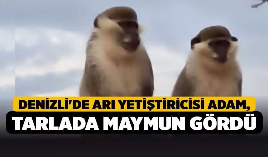 Denizli'de Arı Yetiştiricisi Adam, Tarlada Maymun Gördü