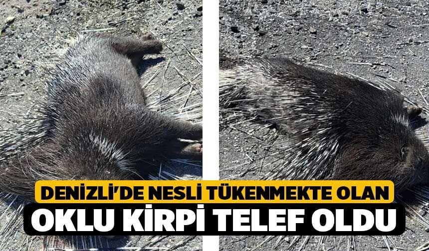Denizli'de Nesli Tükenmekte Olan Oklu Kirpi Telef Oldu