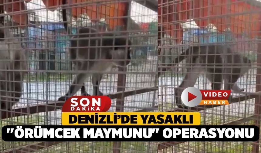 Denizli’de Yasaklı "Örümcek Maymunu" Operasyonu