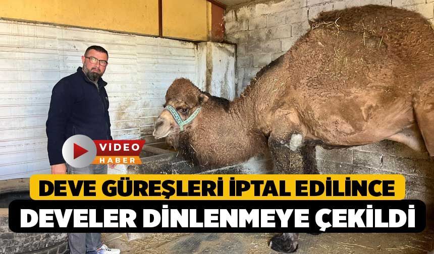 Deve Güreşleri İptal Edilince Develer Dinlenmeye Çekildi