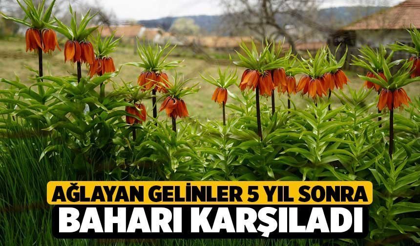 Ağlayan gelinler 5 yıl sonra baharı karşıladı