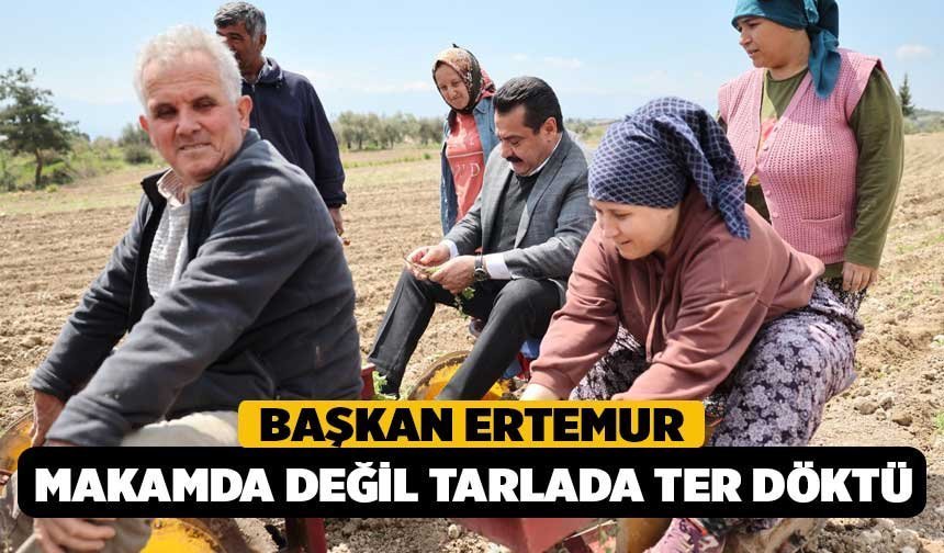 Başkan Ertemur, Makamda Değil Tarlada Ter Döktü