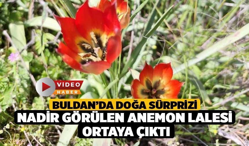 Buldan’da doğa sürprizi: Nadir görülen anemon lalesi ortaya çıktı