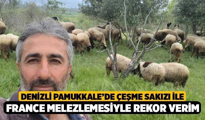 Denizli Pamukkale’de Çeşme Sakızı ile France Melezlemesiyle Rekor Verim