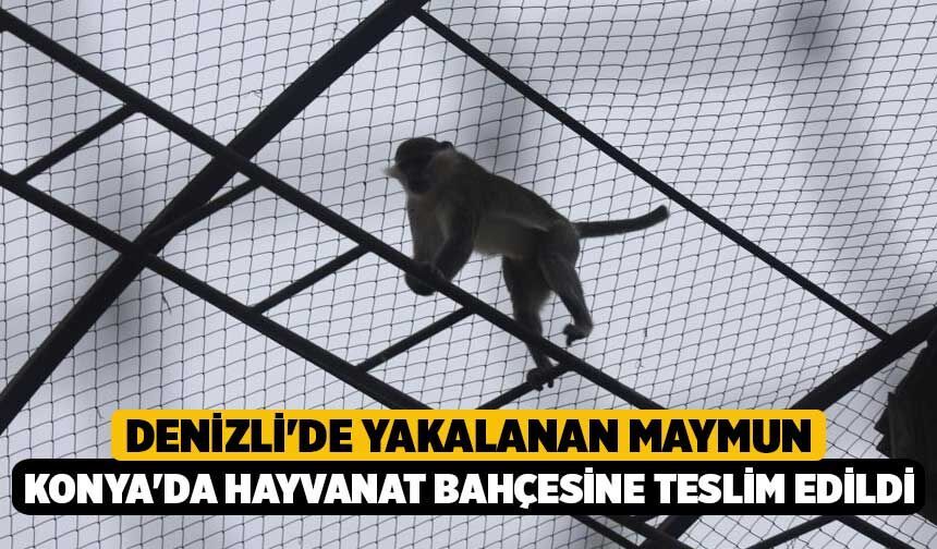 Denizli'de yakalanan maymun Konya'da hayvanat bahçesine teslim edildi