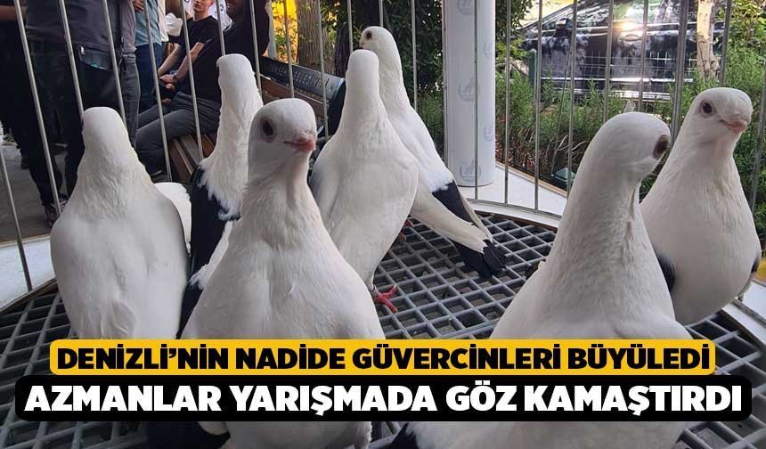 Denizli’nin nadide güvercinleri büyüledi: Azmanlar yarışmada göz kamaştırdı