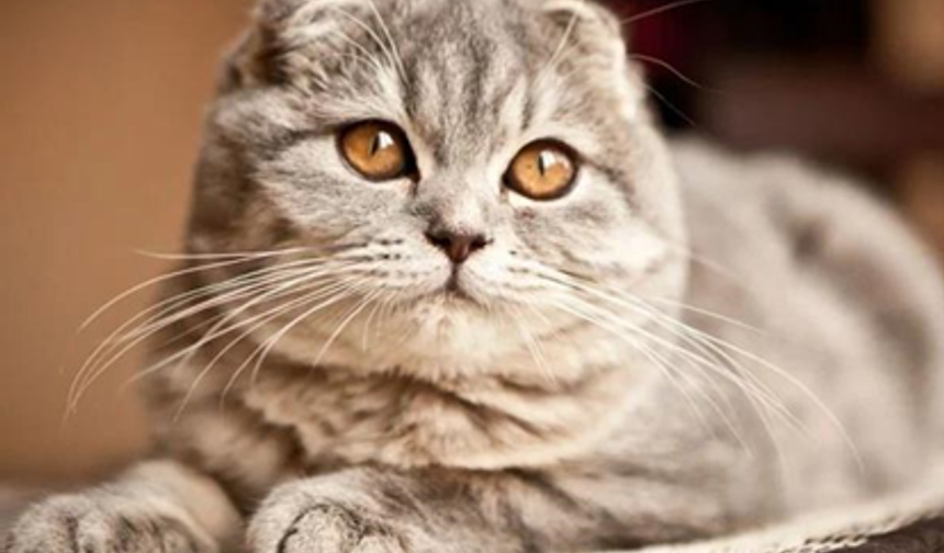 Scottish Fold Kedi Irkı: Özellikleri, Bakımı ve Sahiplenme Rehberi (2026)