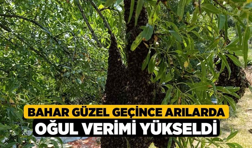 Bahar güzel geçince arılarda oğul verimi yükseldi