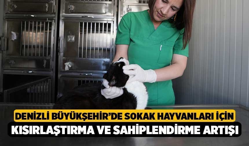 Denizli Büyükşehir’de Sokak Hayvanları İçin Kısırlaştırma ve Sahiplendirme Artışı