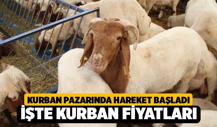 Denizli Kurban Pazarı’nda Bayram Hareketliliği Başladı! İşte 2026 Kurbanlık Fiyatları