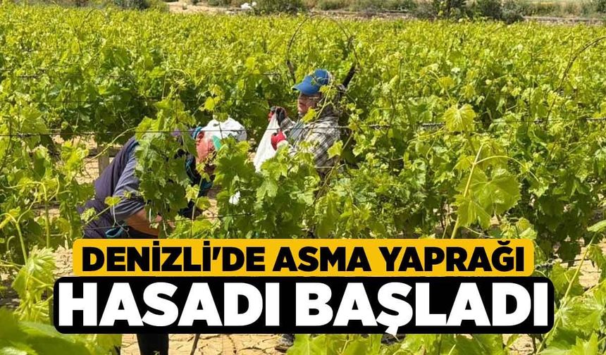 Denizli'de Asma Yaprağı Hasadı Başladı