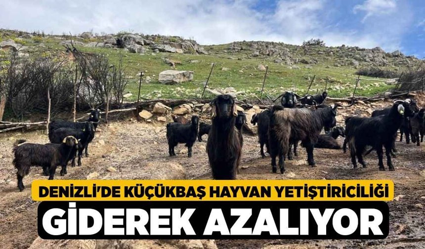Denizli'de Küçükbaş Hayvan Yetiştiriciliği Giderek Azalıyor
