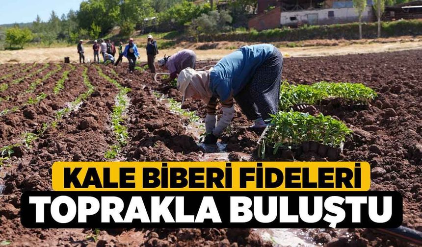Kale Biberi Fideleri Toprakla Buluştu