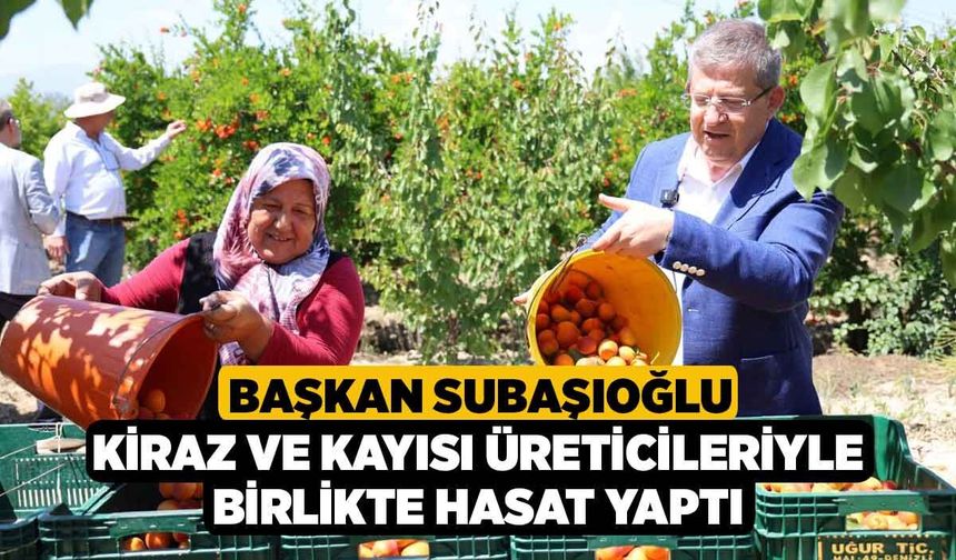 Başkan Subaşıoğlu Kiraz ve Kayısı Üreticileriyle Birlikte Hasat Yaptı